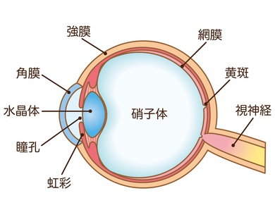 飛蚊症の原因は硝子体の濁り