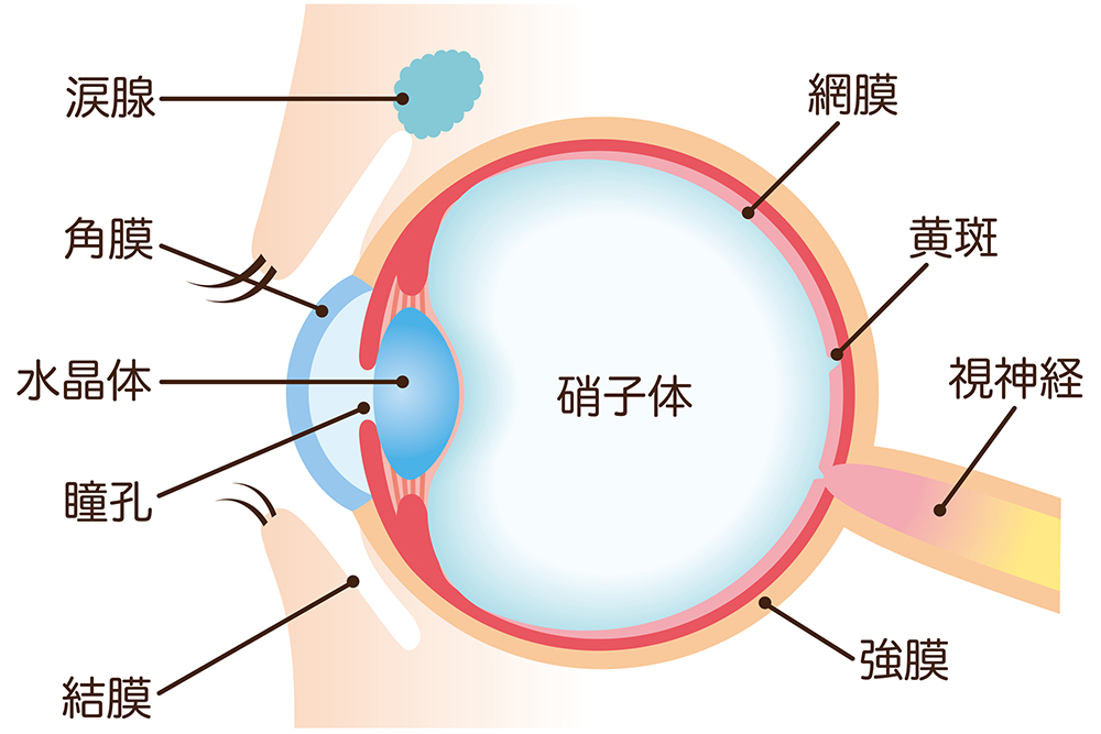 硝子体とは